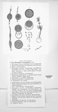 Protomyces macrosporus image